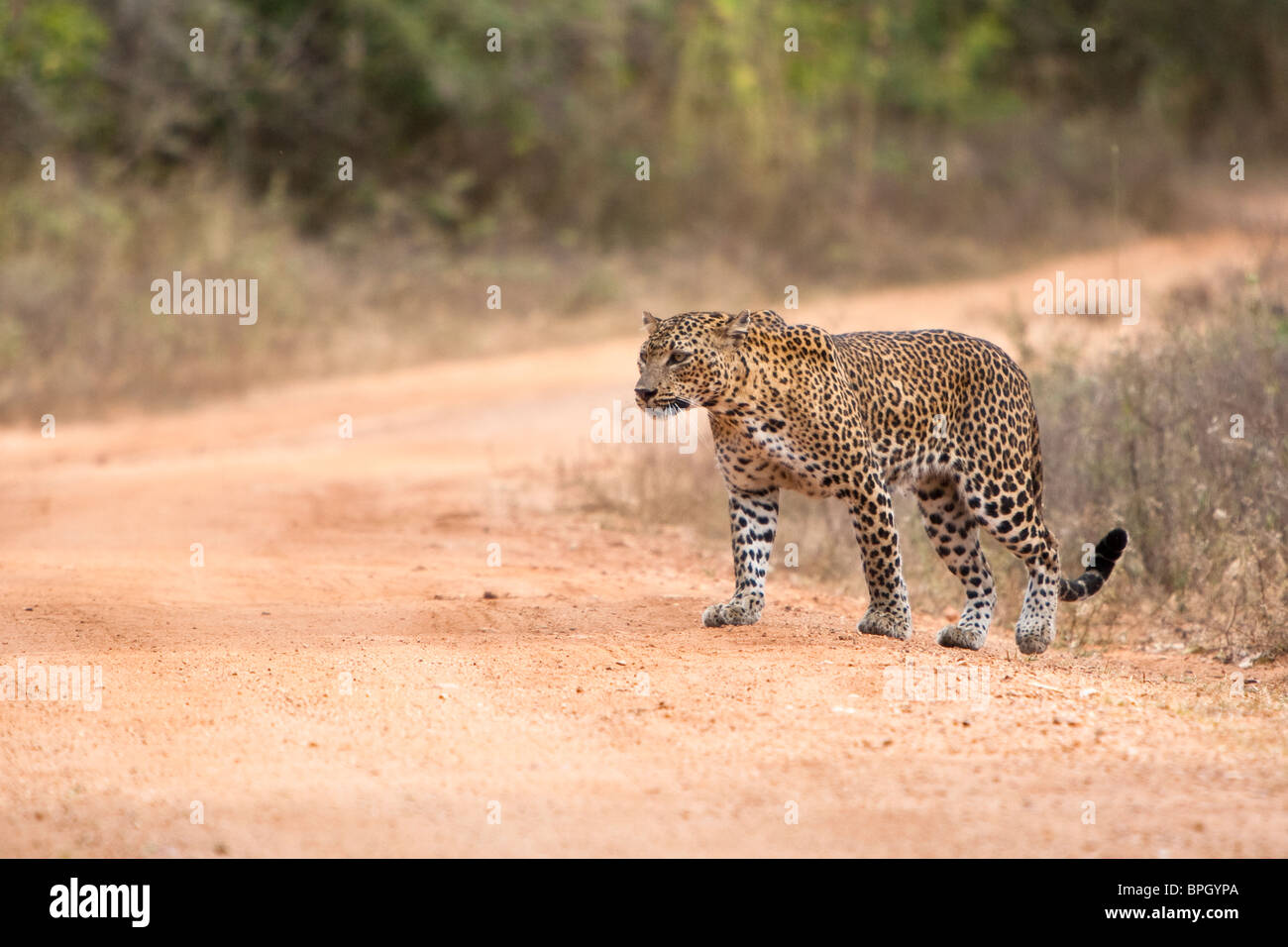 Leopardo dello Sri Lanka, Panthera pardus kotiya, Sri Lanka, Yala National Park, femmina, wild Foto Stock