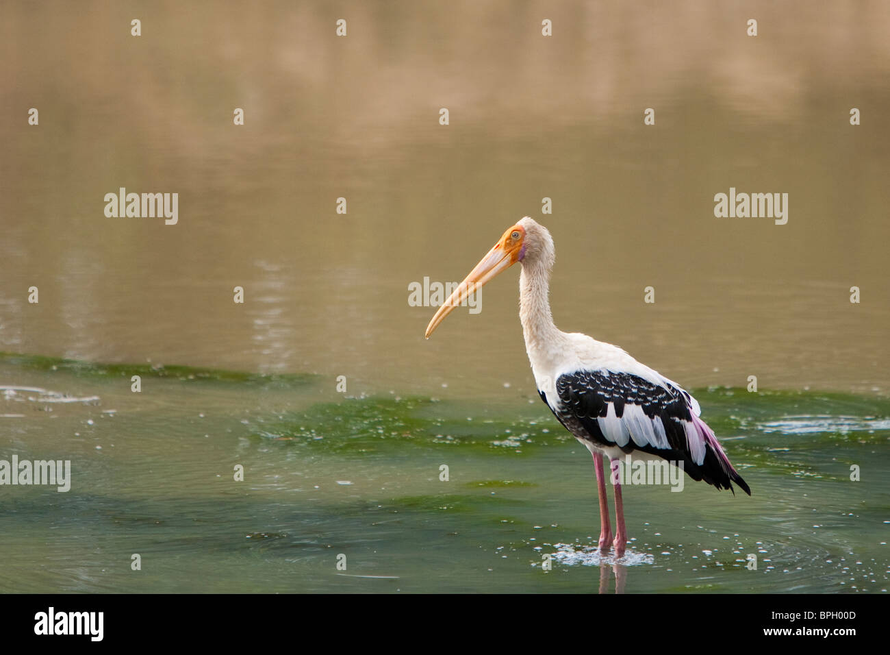 Dipinto di Stork, Mycteria leucocephala,Yala National Park nello Sri Lanka Foto Stock