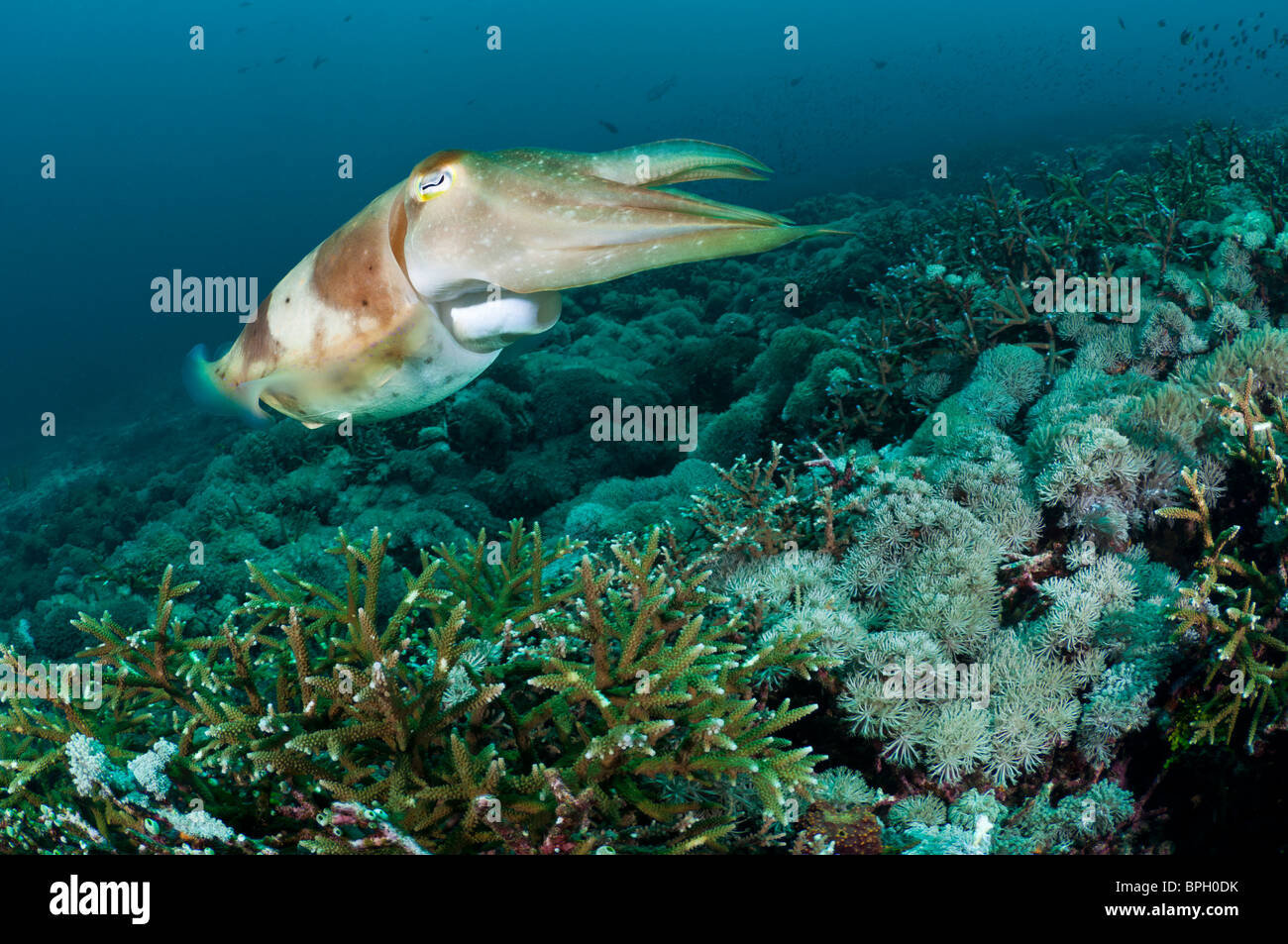 Broadclub Seppie nuotare su una scogliera, Gili Trawangan, Lombok, Indonesia. Foto Stock