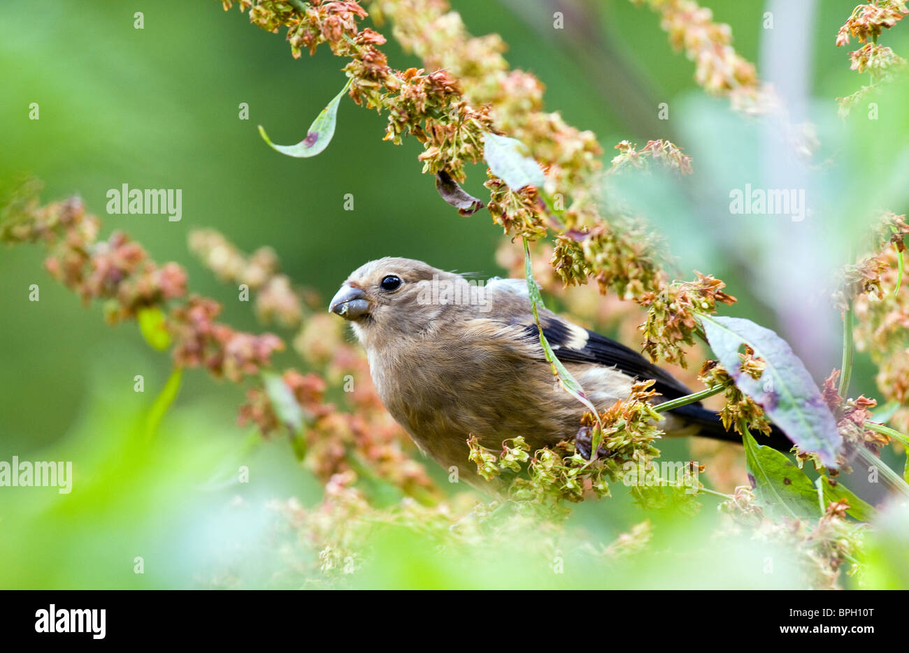 Eurasian capretti bullfinch(pyrrhula pyrrhula) mangiare semi di dock,l'Irlanda Foto Stock