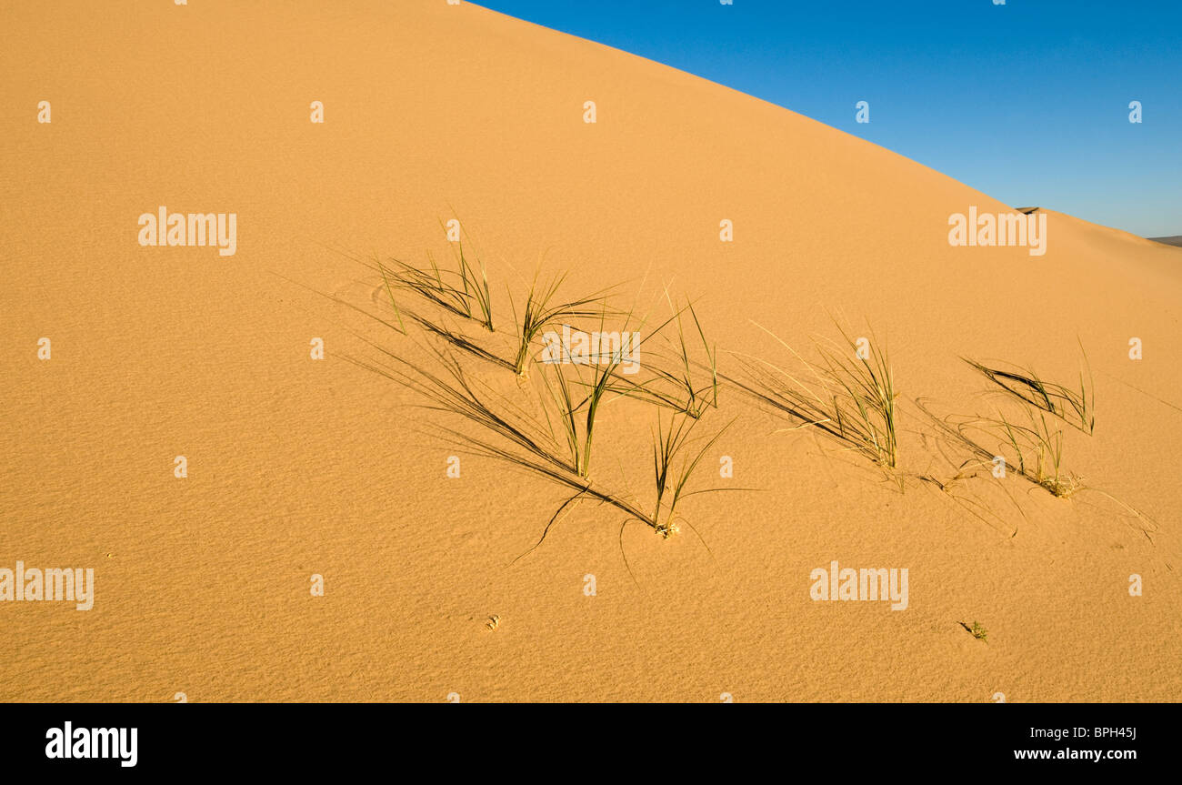 Khongoryn Els dune di sabbia nel sud del deserto dei Gobi Mongolia inverno Foto Stock