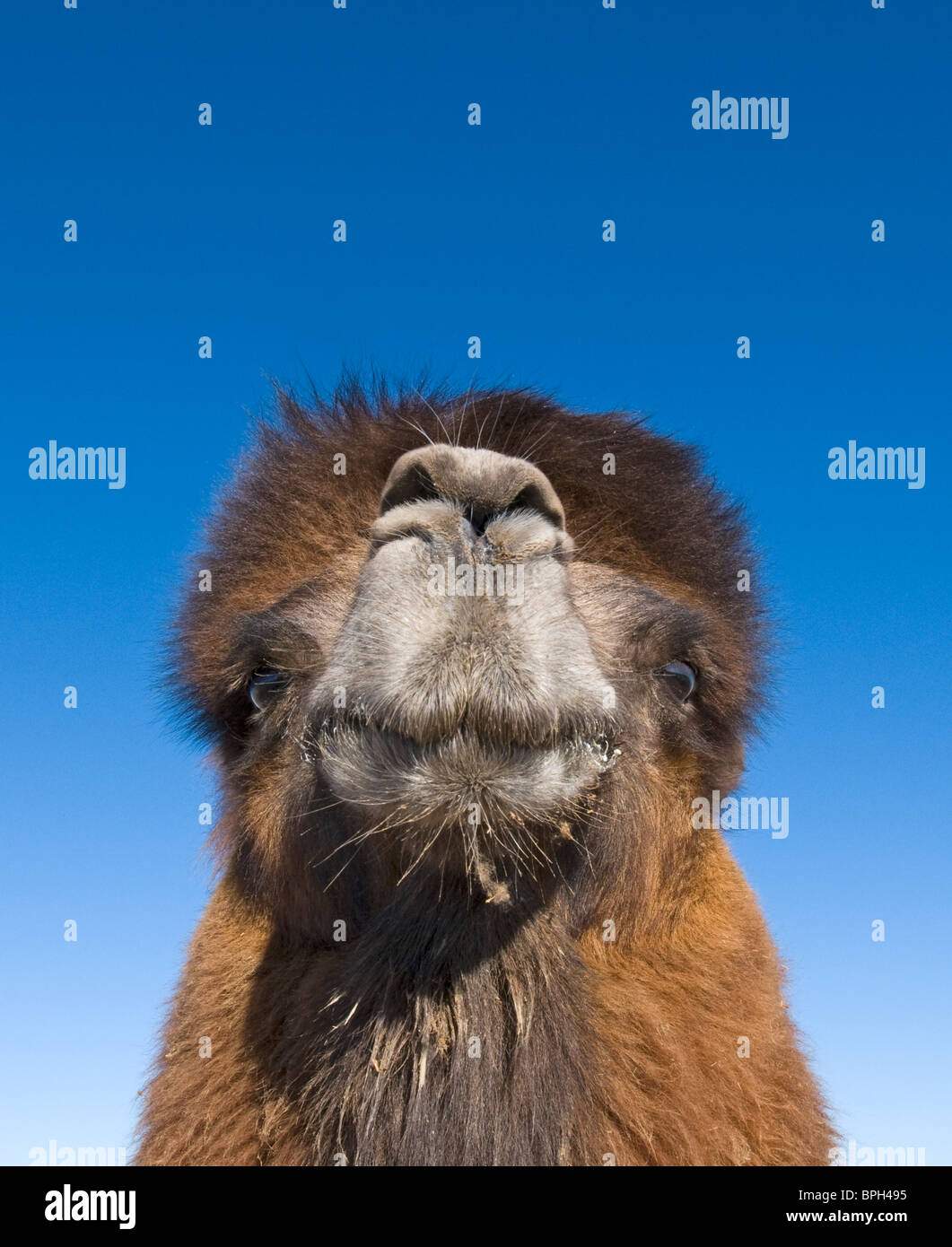Bactrian Camel Camelus batrianus maschi riproduttori nel sud del deserto dei Gobi Mongolia inverno Foto Stock