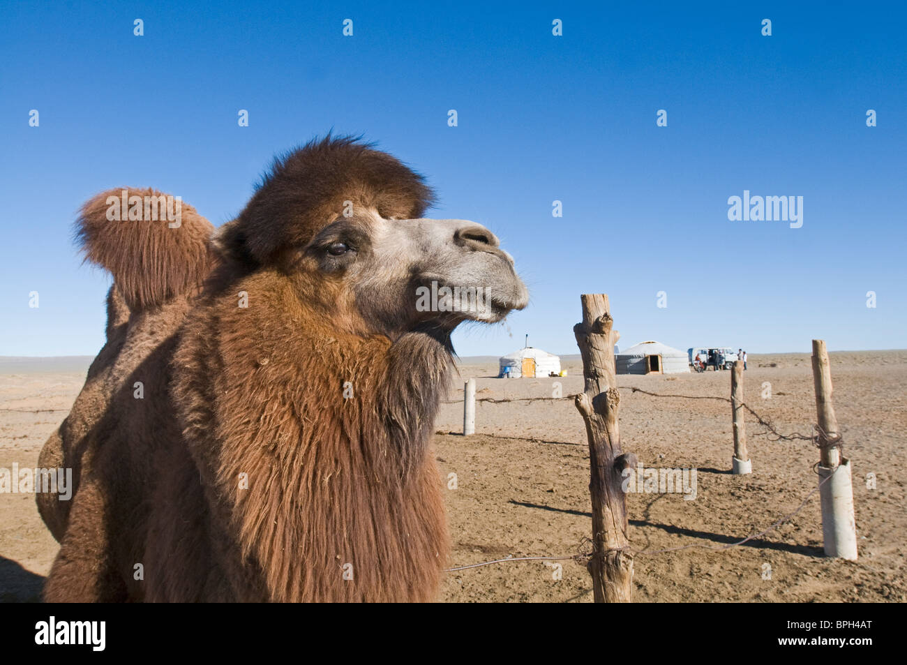 Addomesticazione Bactrian Camel Camelus batrianus maschi riproduttori Foto Stock