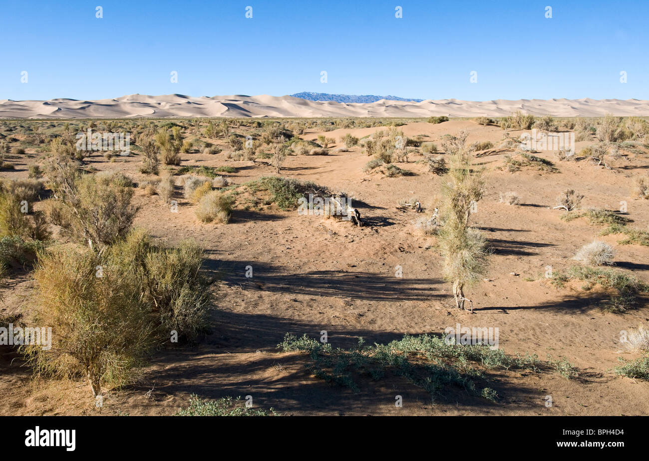 Foresta di Saxaul sotto Khongoryn Els dune di sabbia nel sud del deserto dei Gobi Mongolia inverno Foto Stock