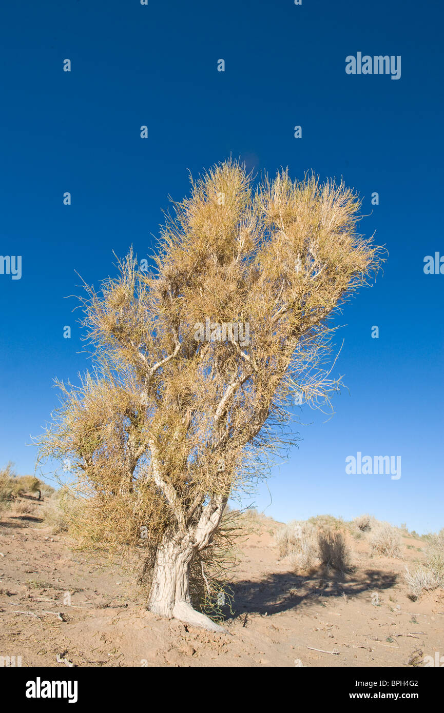 Saxaul albero che cresce Khongoryn Els dune di sabbia nel sud del deserto dei Gobi Mongolia inverno Foto Stock