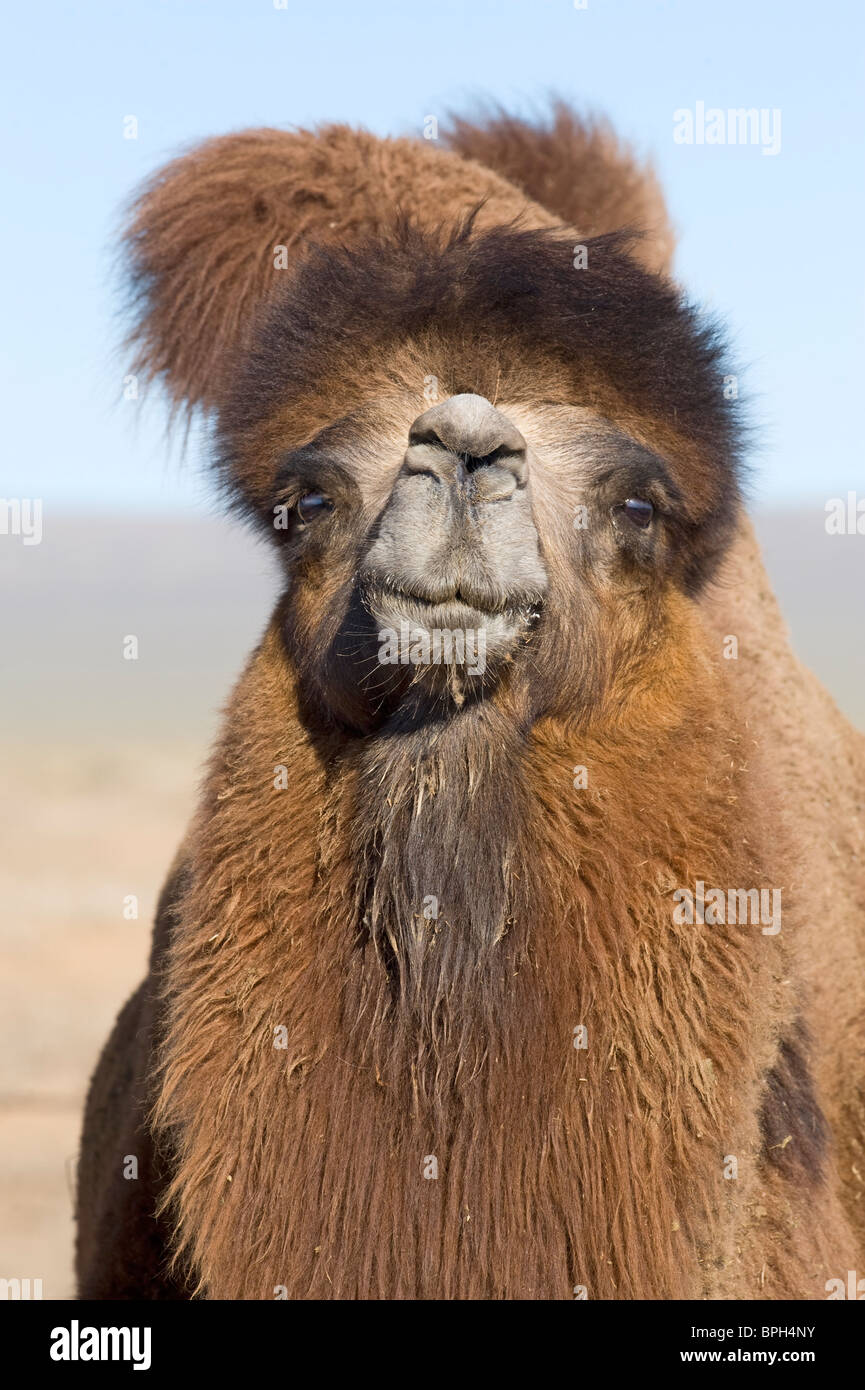 Addomesticazione Bactrian Camel Camelus batrianus maschi riproduttori Khongoryn Els dune di sabbia nel sud del deserto dei Gobi Mongolia inverno Foto Stock