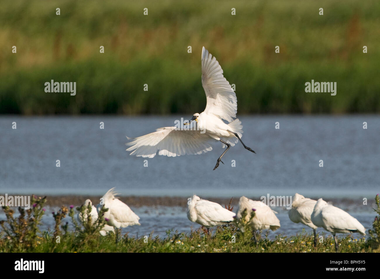 Le spatole Platalea leucorodia Cley Norfolk Luglio 2009 Foto Stock