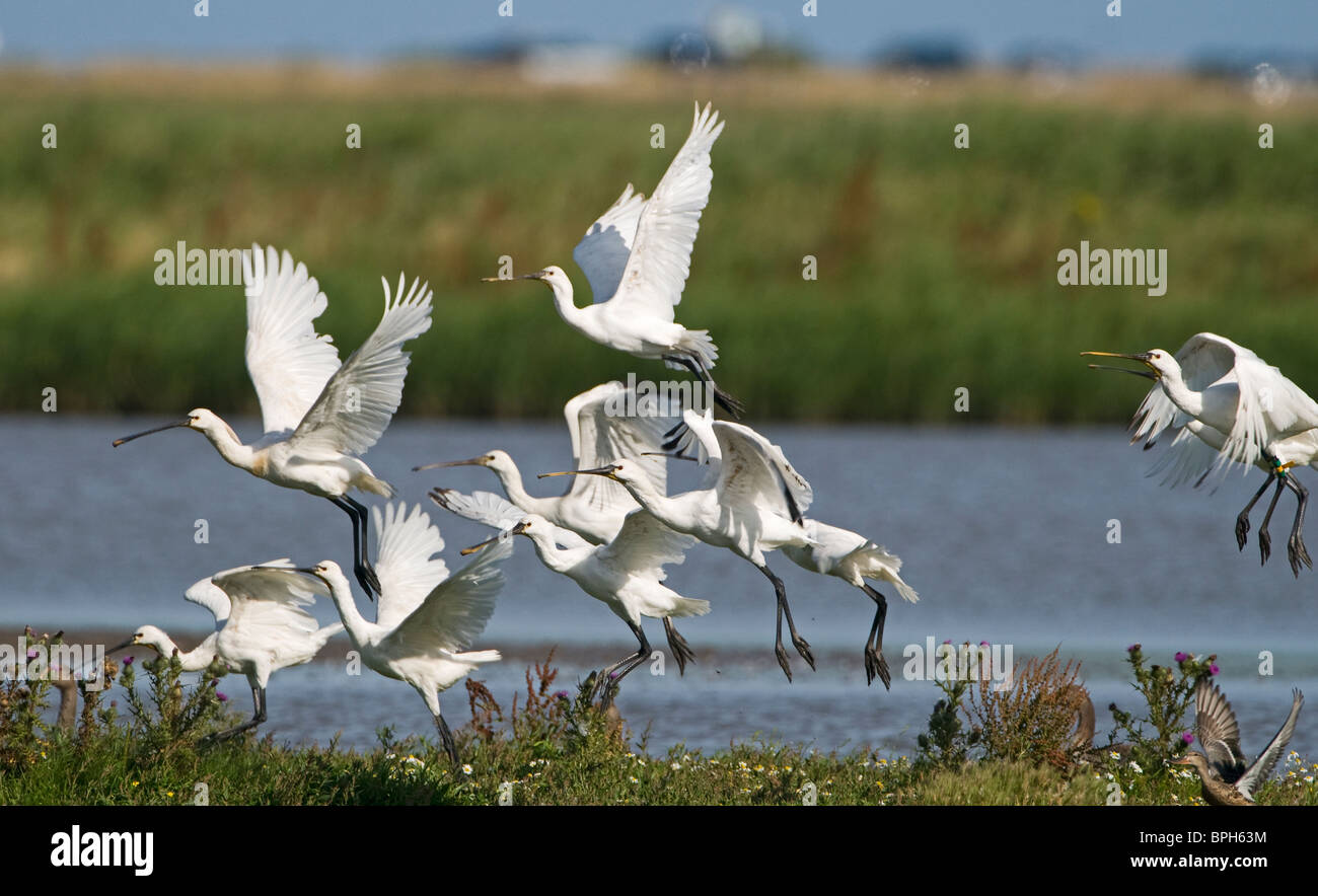 Le spatole Platalea leucorodia Cley Norfolk Luglio 2009 Foto Stock