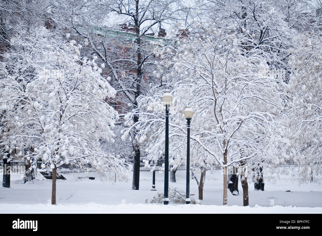 Coperta di neve alberi con lampioni in un parco pubblico, Boston Common,  Boston, Massachusetts, STATI UNITI D'AMERICA Foto stock - Alamy
