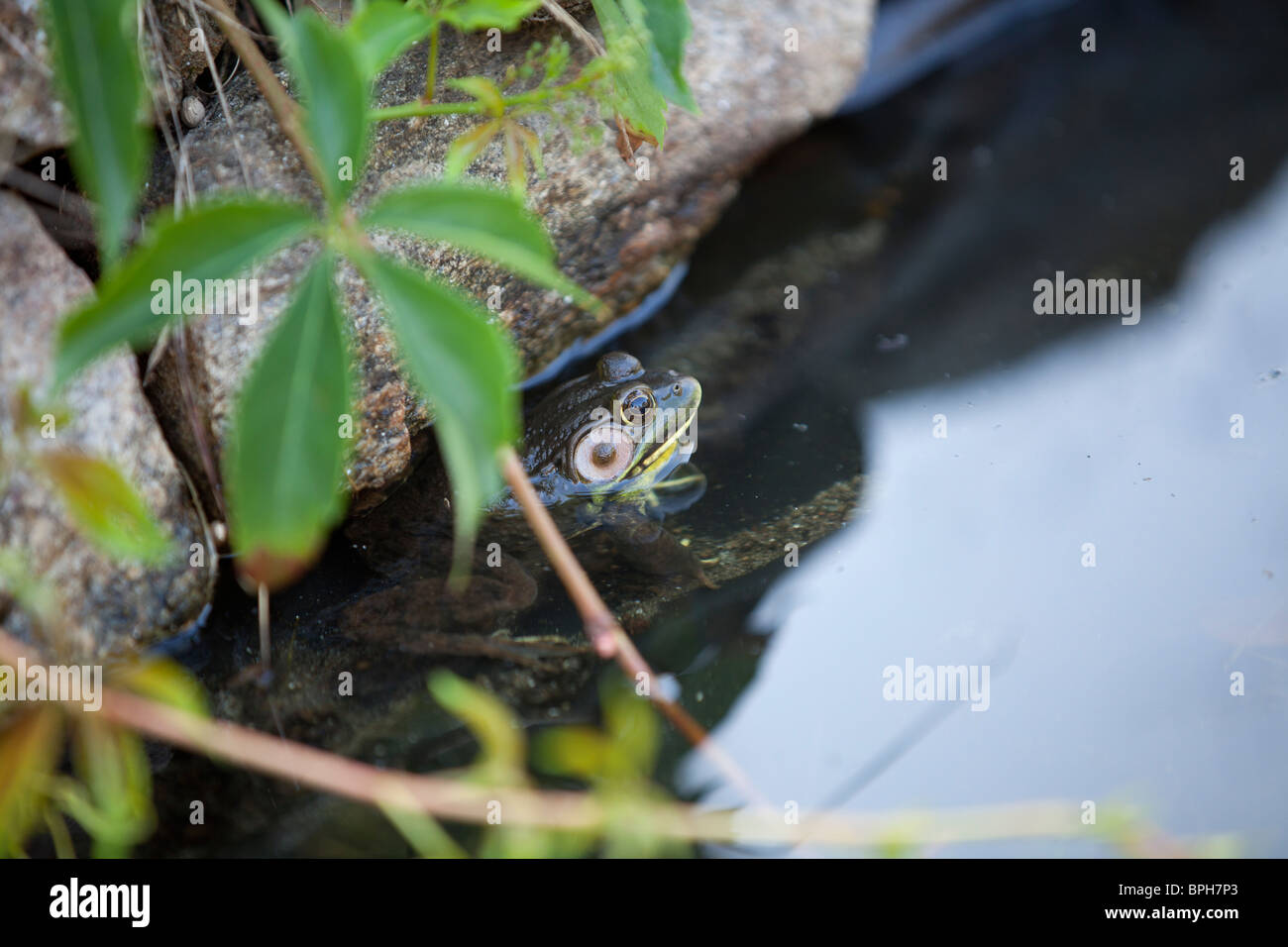 American Bullfrog in stagno Foto Stock