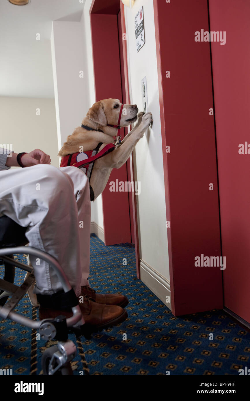 Cane di servizio premendo il pulsante per ascensore con un uomo in sedia a rotelle Foto Stock