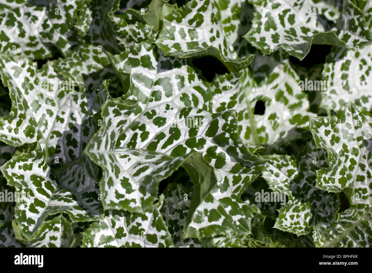 Cardo mariano, Mariatistel (Silybum marianum) Foto Stock