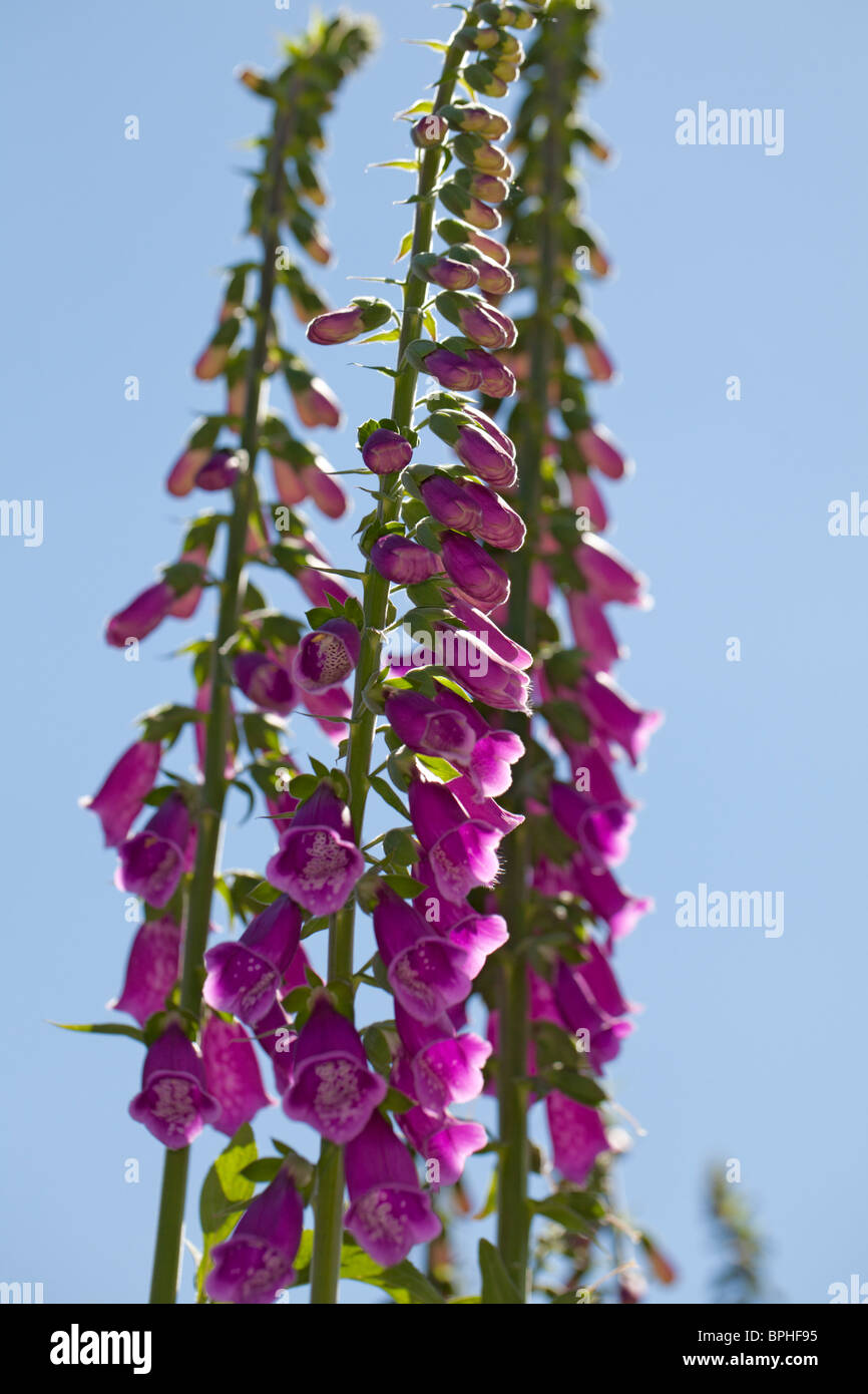 Foxglove comune, Fingerborgsblomma (Digitalis purpurea) Foto Stock