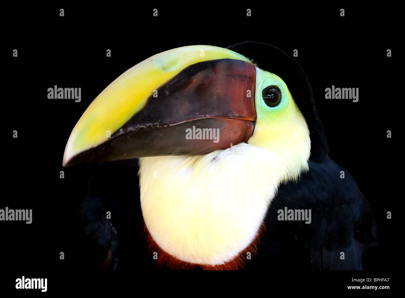 Ritratto di Swainson's Toucan isolati su sfondo nero Foto Stock
