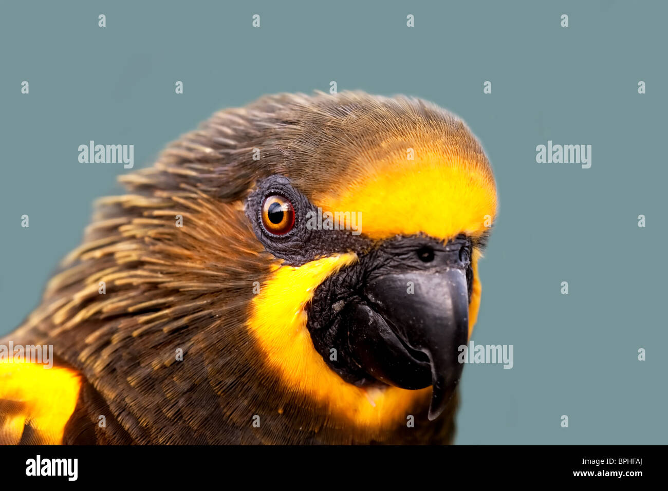 Ritratto di un Duyvenbode's Lory isolato su blu Foto Stock