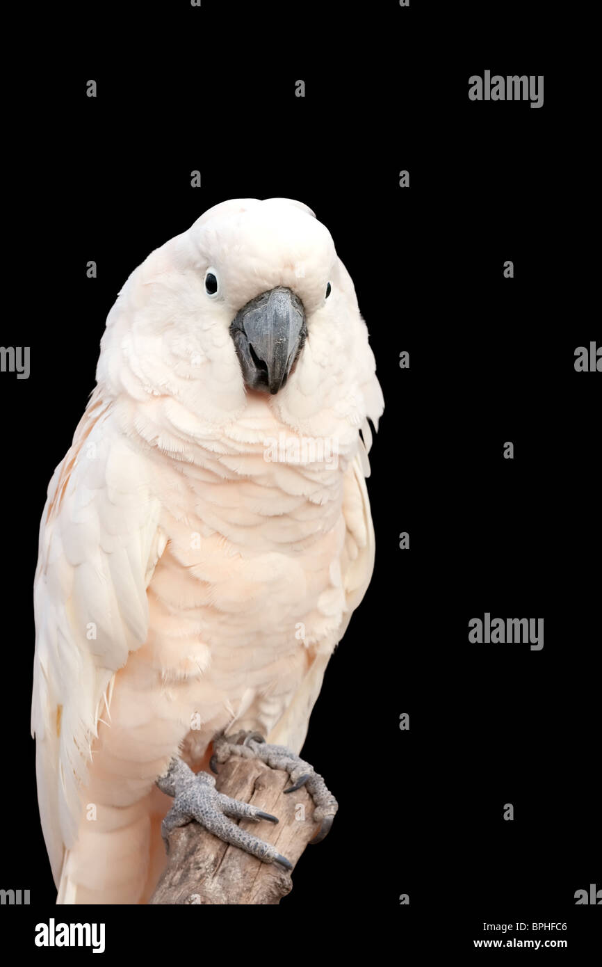 Ritratto di un bianco Cacatua isolati su sfondo nero Foto Stock