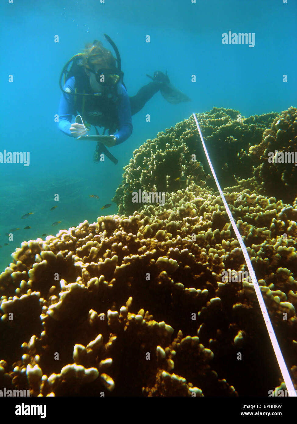 Il biologo marino la registrazione di dati lungo la linea di secare, Great Barrier Reef Marine Park, Queensland, Australia. No signor Foto Stock