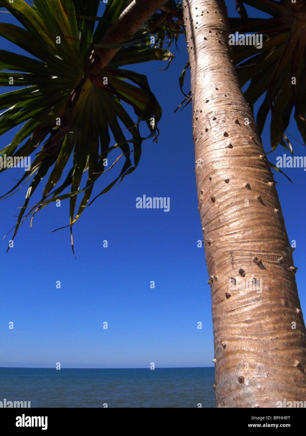 Palme Pandanus sulla spiaggia, Ella Bay National Park, Queensland, Australia Foto Stock