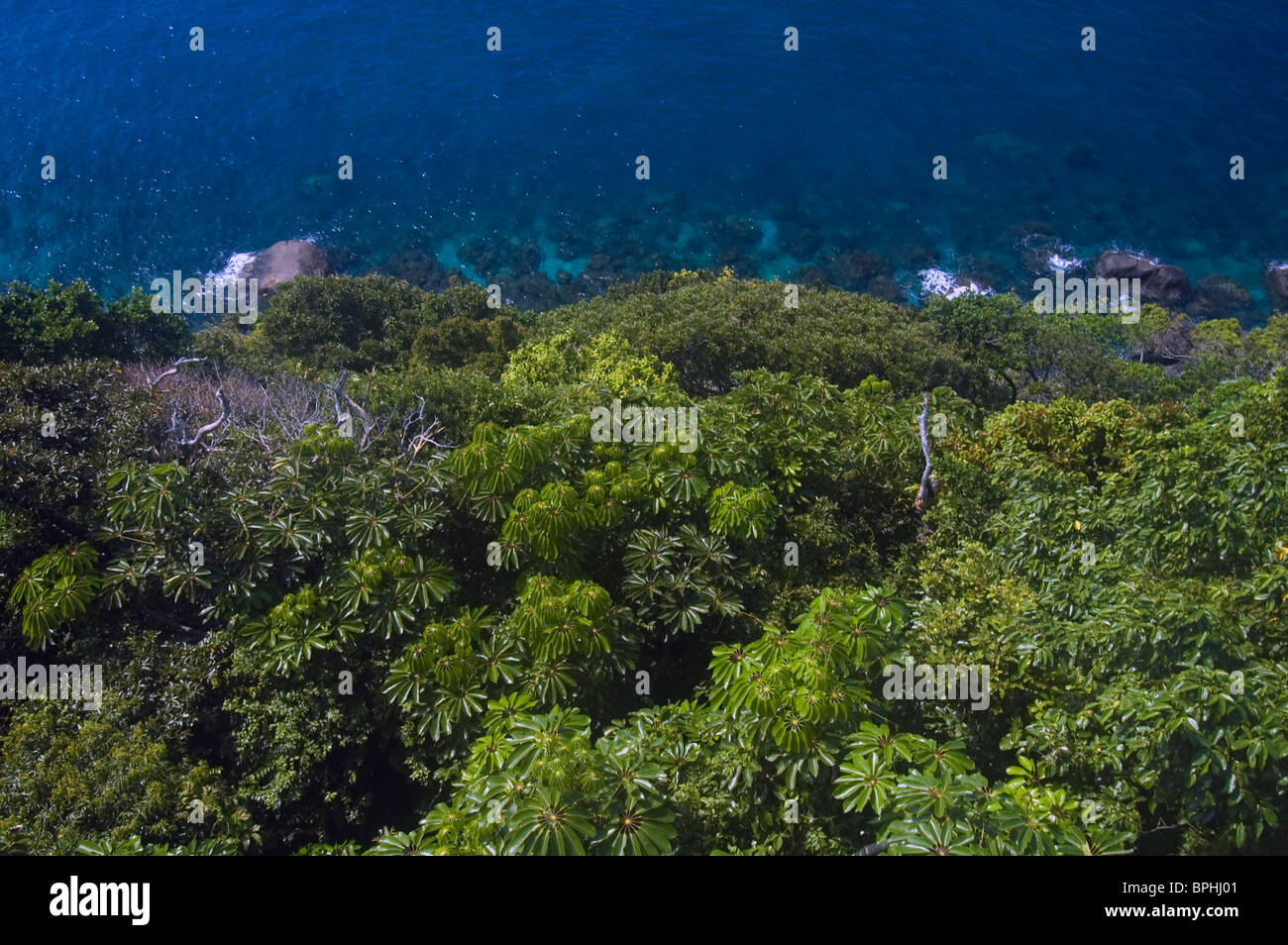 Guardando verso il basso sulla foresta pluviale (compresi gli alberi ad ombrello, Scheffleriana sp.) verso il reef, Russell Island, Queensland Foto Stock