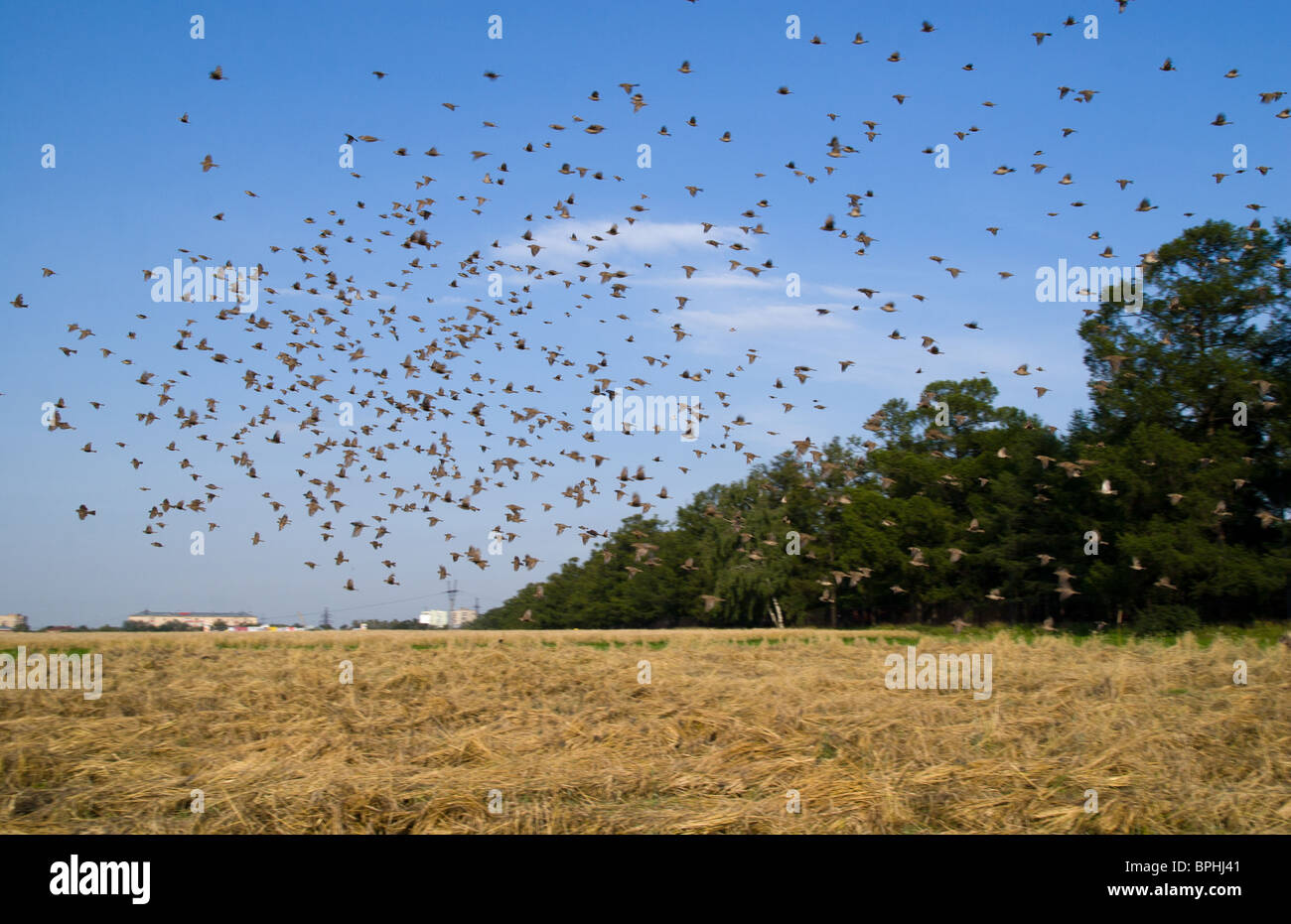 Il grande volo di passeri in volo su un campo di cereali. Foto Stock