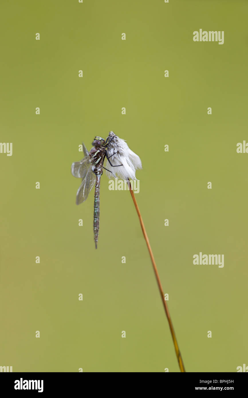 Common hawker seduto su una paglia cottongrass isolato sul verde. Foto Stock