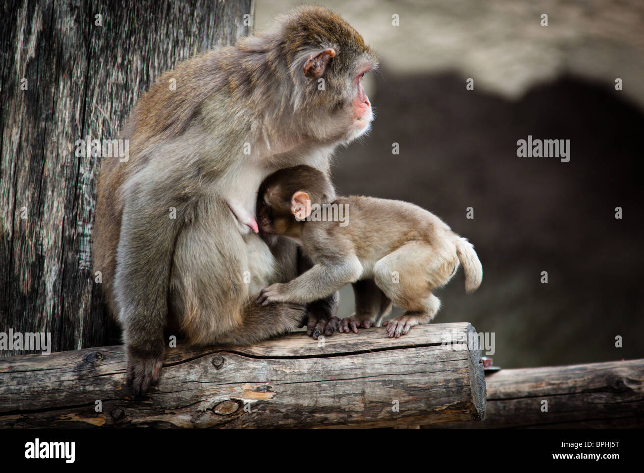 Il macaco giapponese - un antropoidi. La foto viene ricevuto in un giardino zoologico. Foto Stock