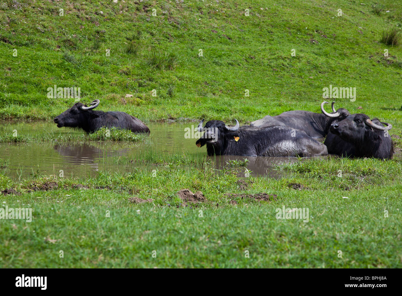 Buffalo appoggiata in acqua in una soleggiata giornata estiva nella contea di Sibiu, Romania Foto Stock