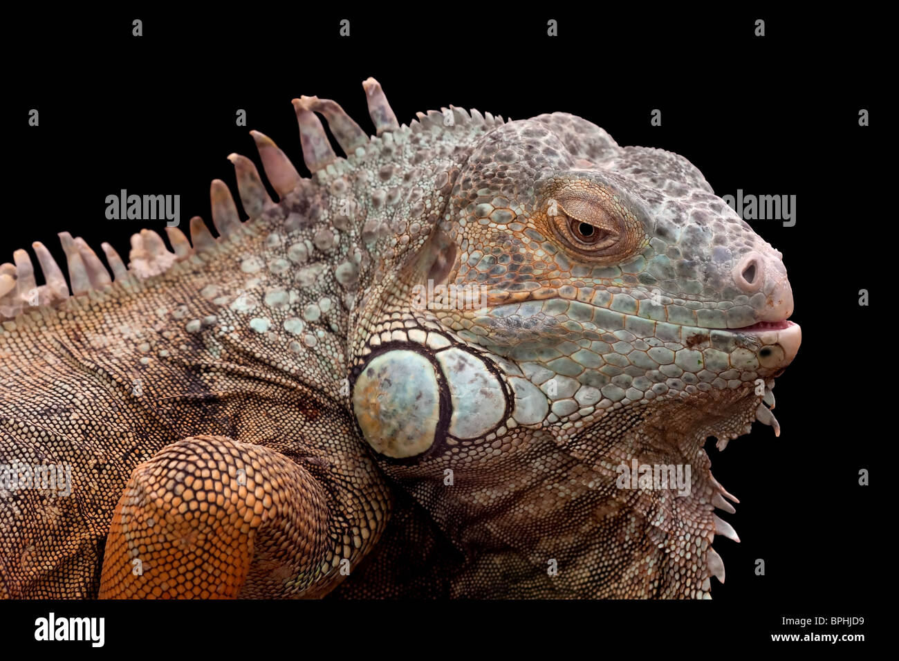 Ritratto di un iguana verde isolato su nero Foto Stock