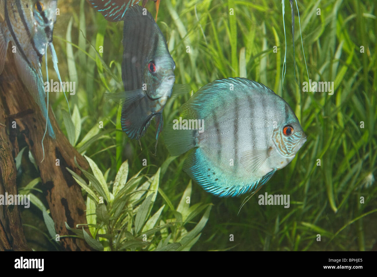 Acquario di pesci discus immagini e fotografie stock ad alta ...