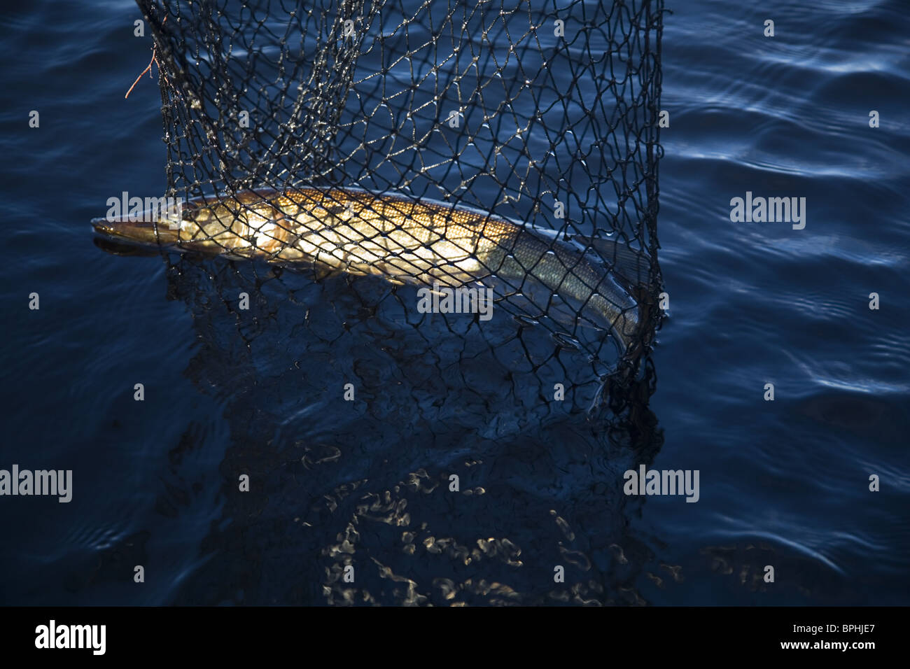 Appena pescato luccio in un net Halden, Norvegia Foto Stock