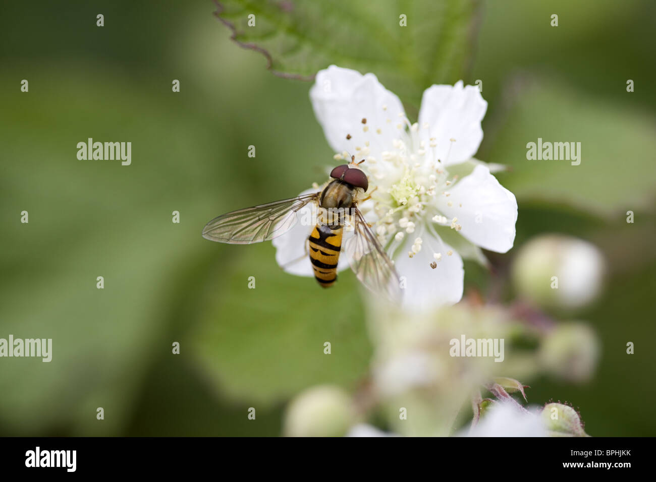 Il "Marmelade hoverfly' (Episyrphus balteatus) sul fiore di Blackberry Foto Stock