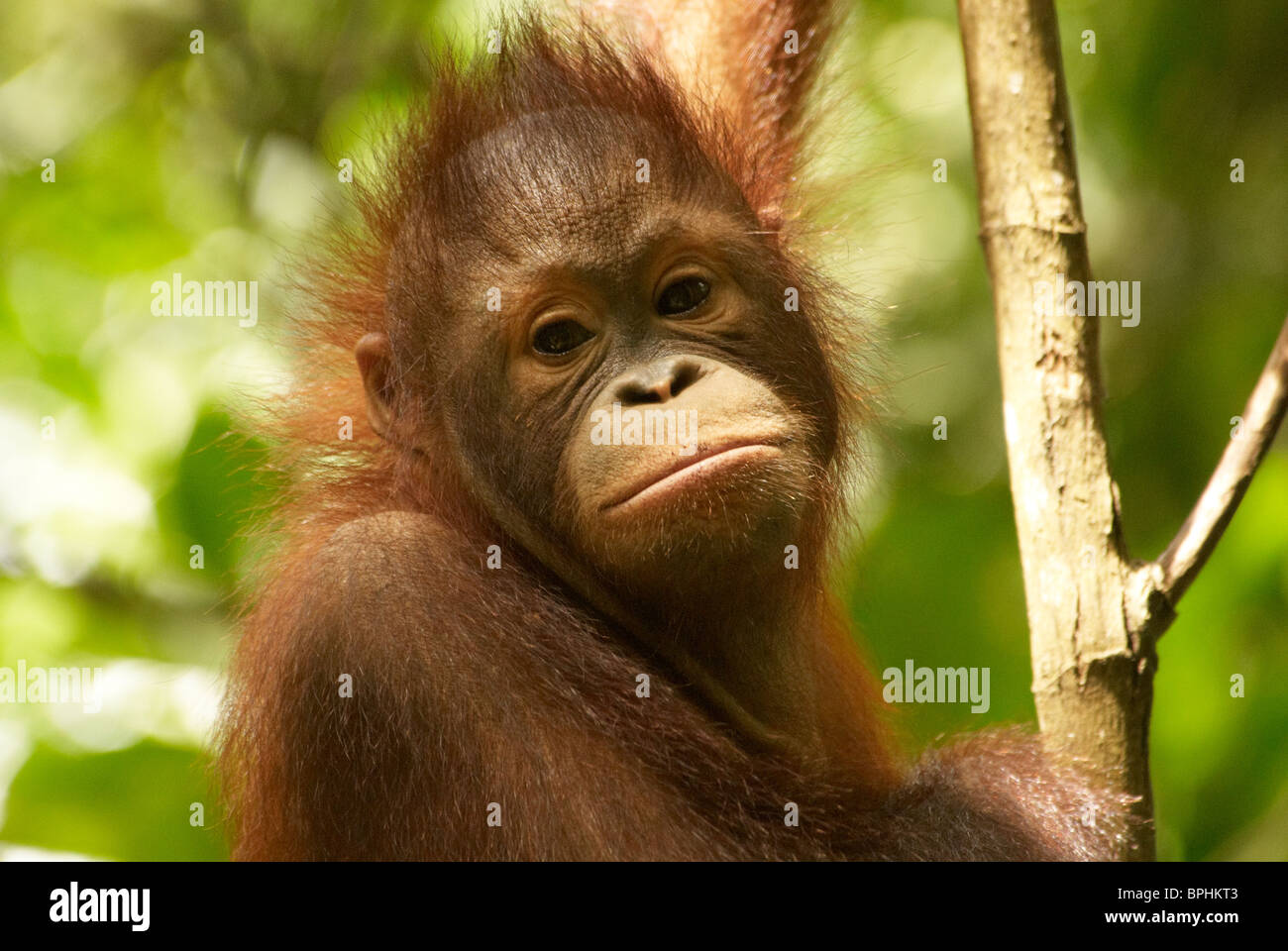 Orang utang con viso espressivo Foto Stock
