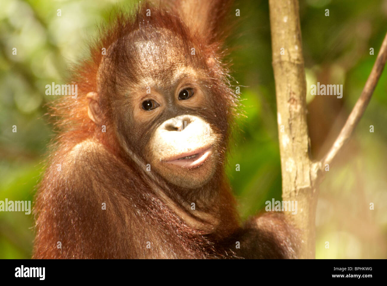 Orang utang con viso espressivo Foto Stock