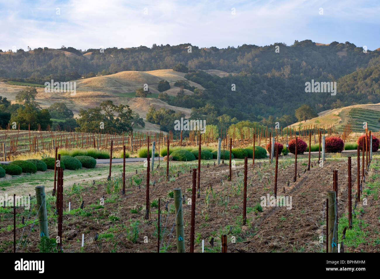 A Sonoma vigna con dolci colline sullo sfondo Foto Stock
