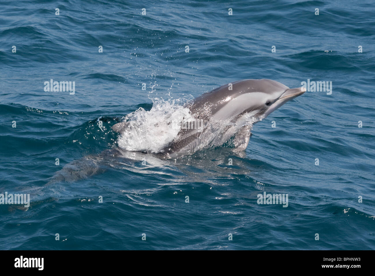 In striping, Delfino Stenella coeruleoalba, porpoising, Maldive, Oceano Indiano. Foto Stock