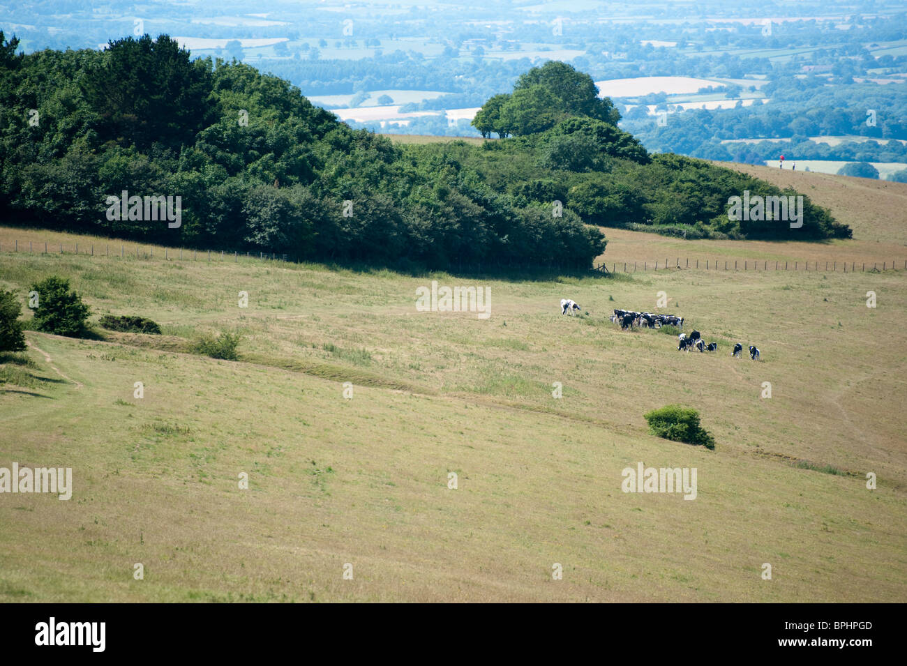 Le mucche in un campo a Spread Eagle Hill, Compton Abbas in Dorset, Inghilterra. Foto Stock