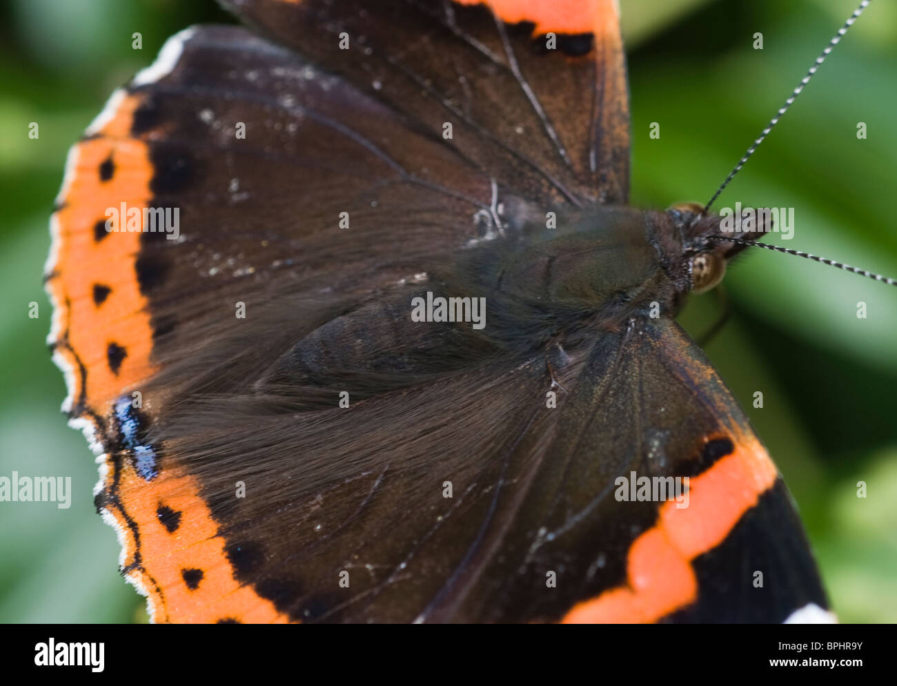 Red Admiral Butterfly Vanessa Atalanta Norfolk Settembre Foto Stock