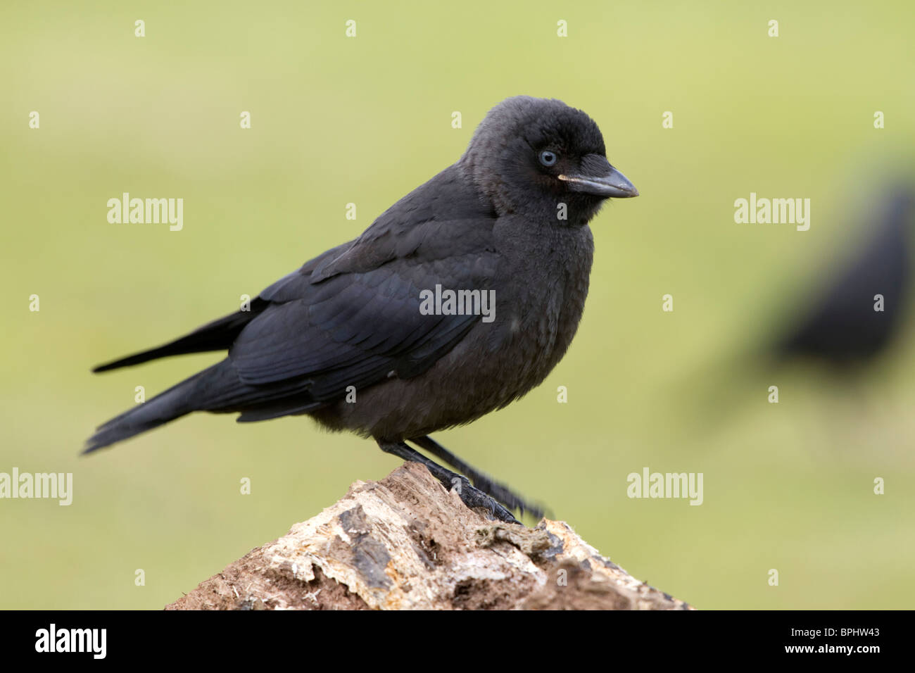 La cornacchia; Corvus monedula; giovani bird Foto Stock