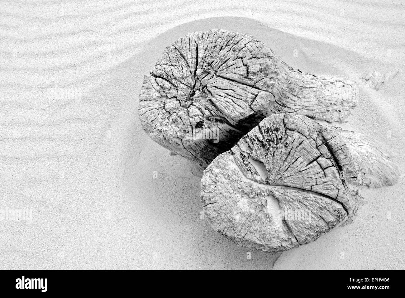 Scolpita la sabbia intorno a un albero caduto il moncone, Suffolk, Inghilterra Foto Stock