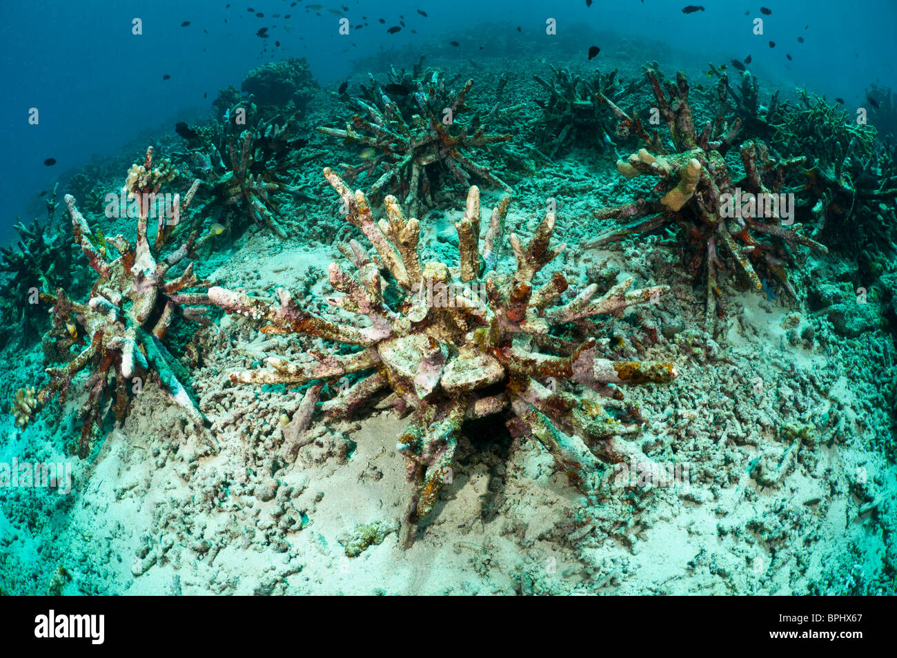 Reef artificiale sfere, Bunaken Marine Park, Sulawesi, Indonesia. Foto Stock