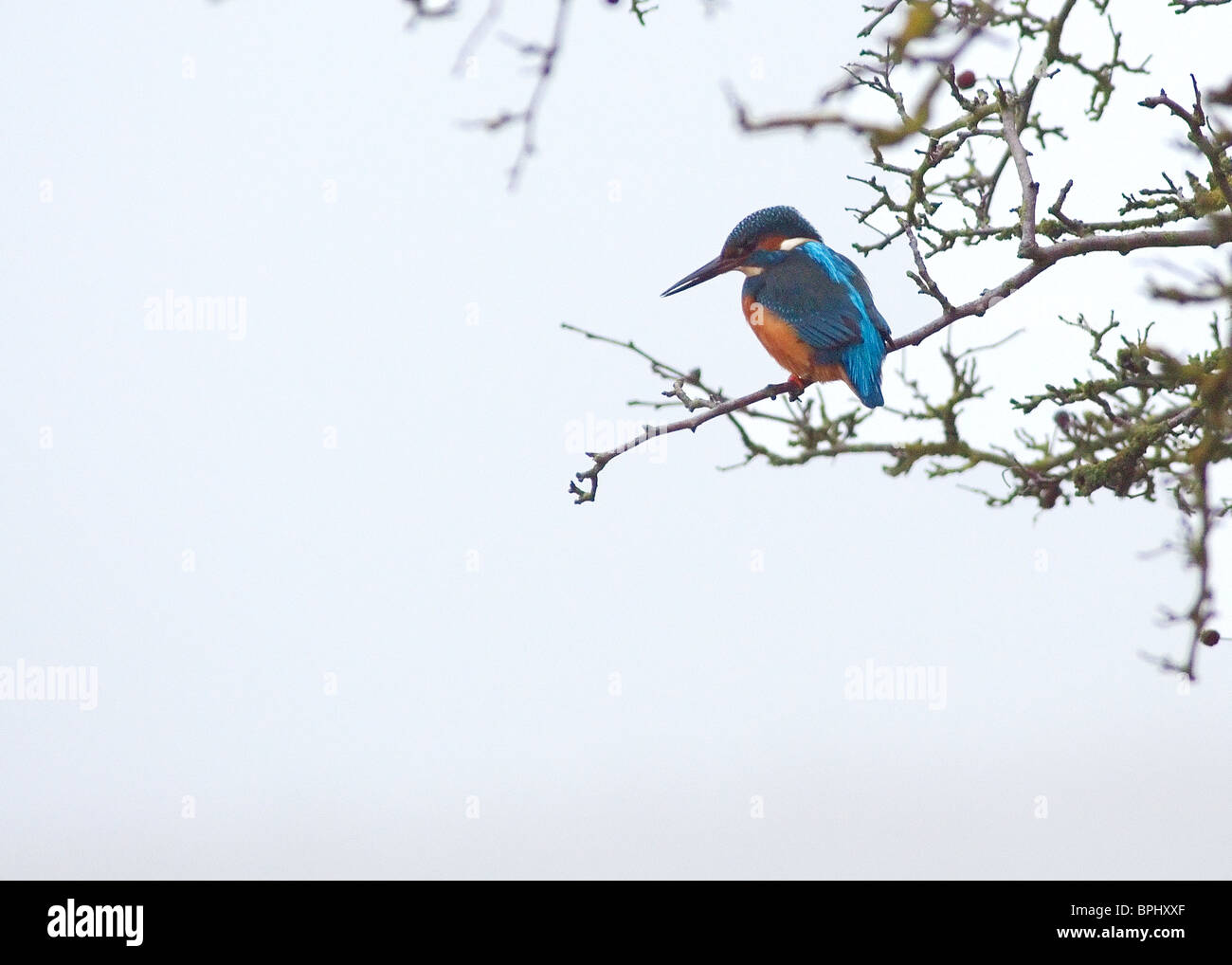 Comune di Kingfisher, Alcedo atthis, fotografato a foggy Marton mera riserva naturale, Blackpool Foto Stock