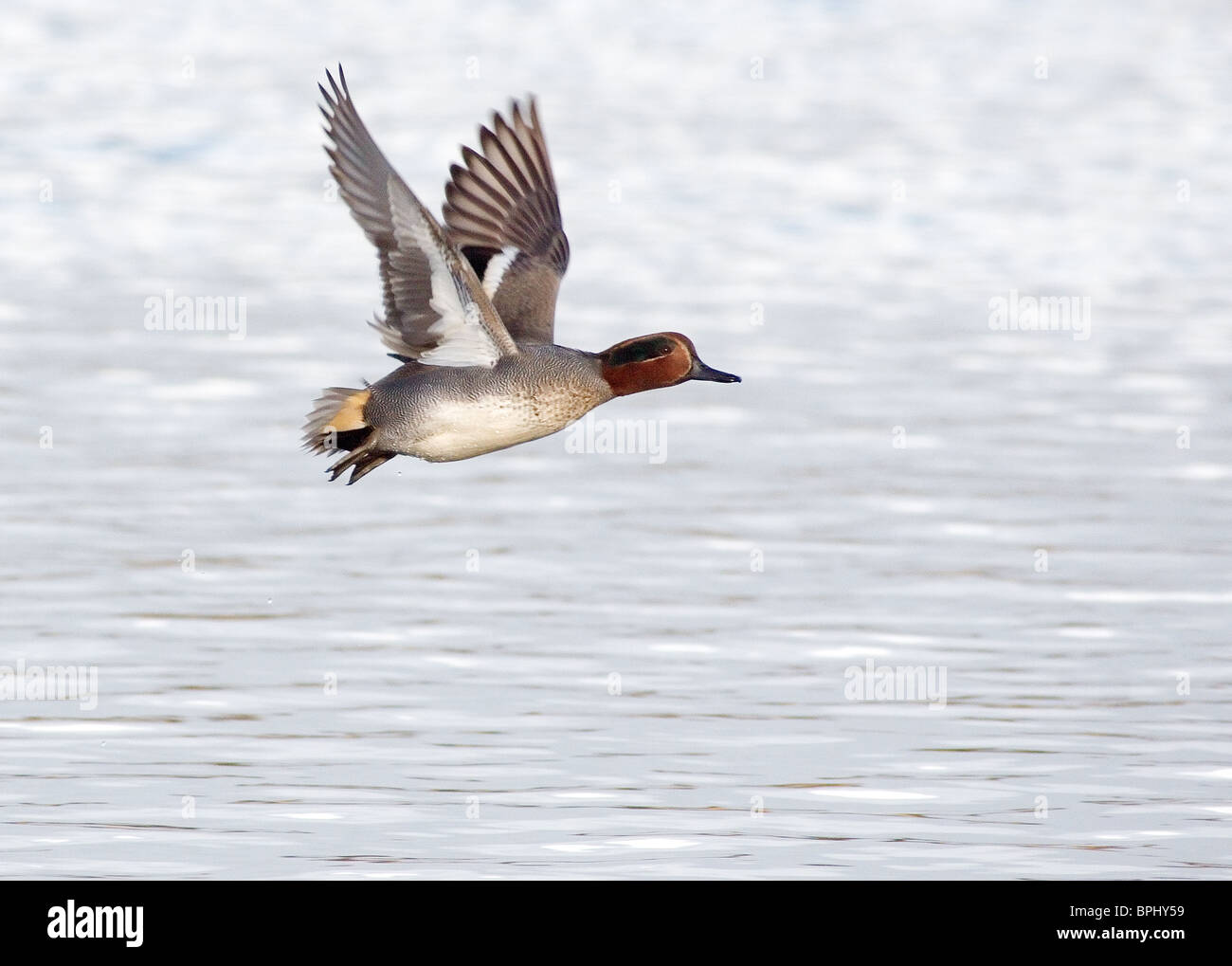 Teal, Anas crecca fotografati a Marton mera riserva naturale, Blackpool Foto Stock