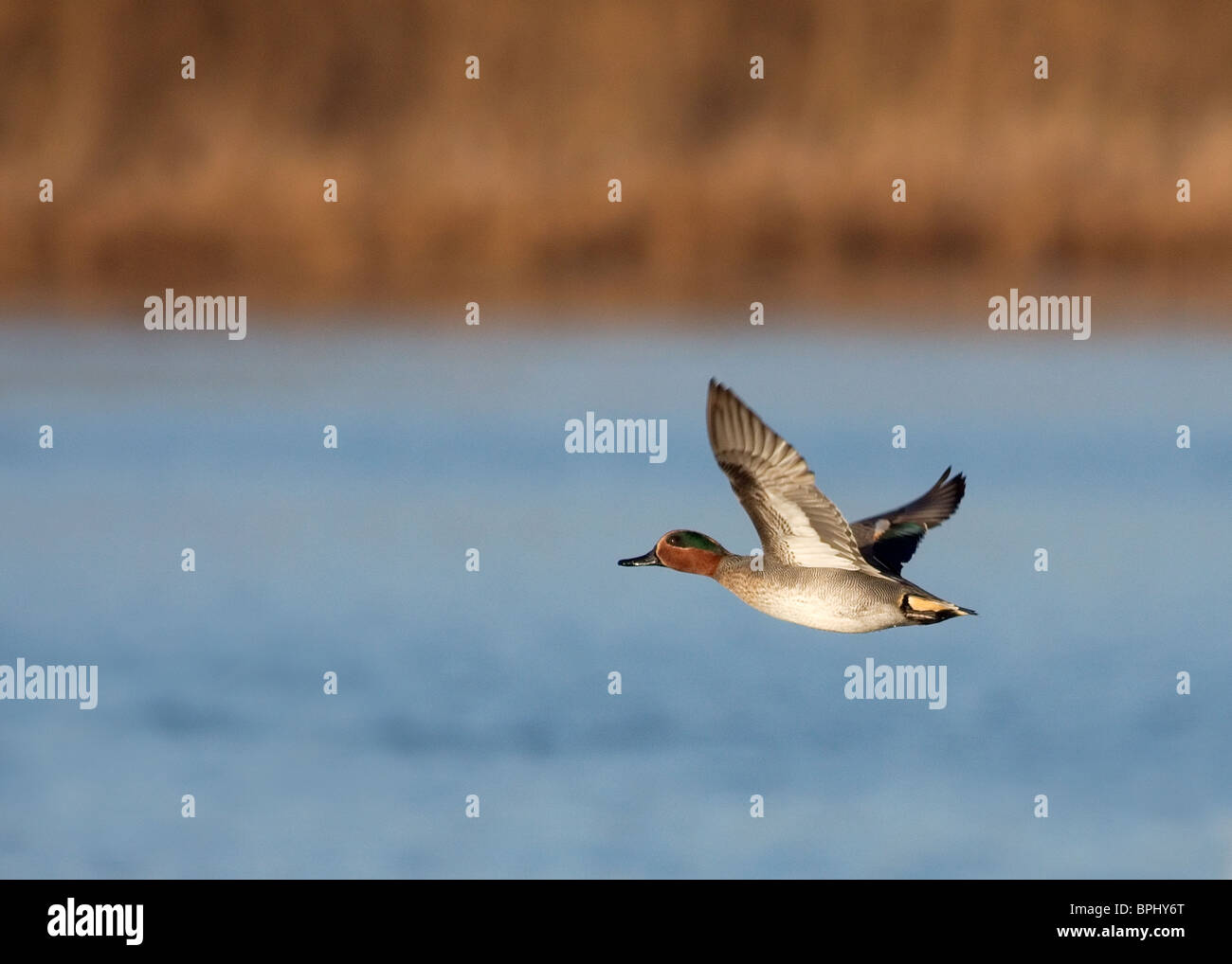 Teal, Anas crecca fotografati a Marton mera riserva naturale, Blackpool Foto Stock