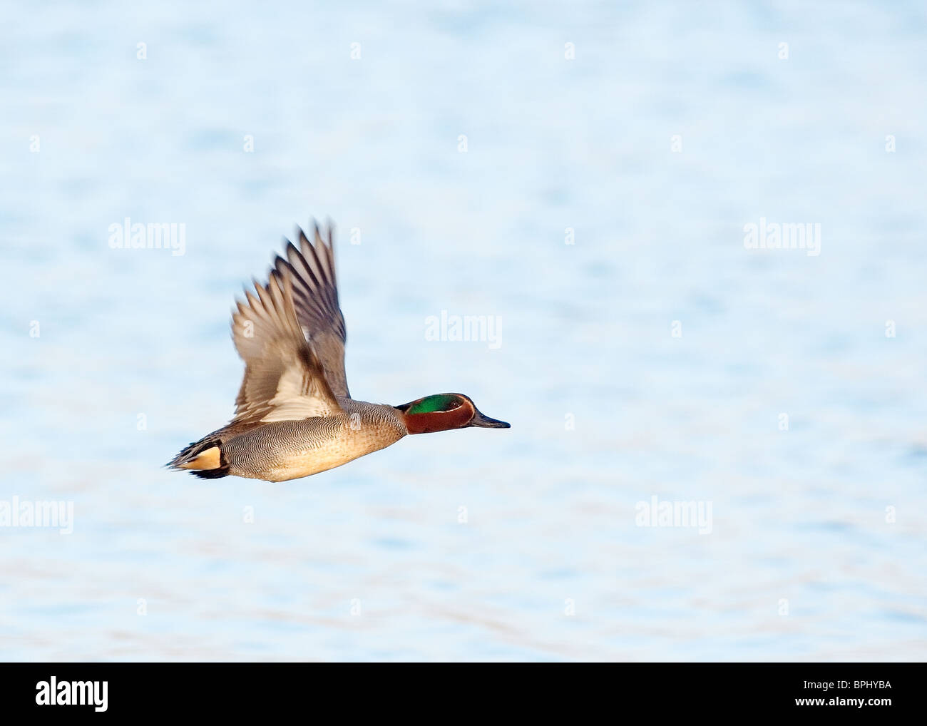 Teal, Anas crecca fotografati a Marton mera riserva naturale, Blackpool Foto Stock