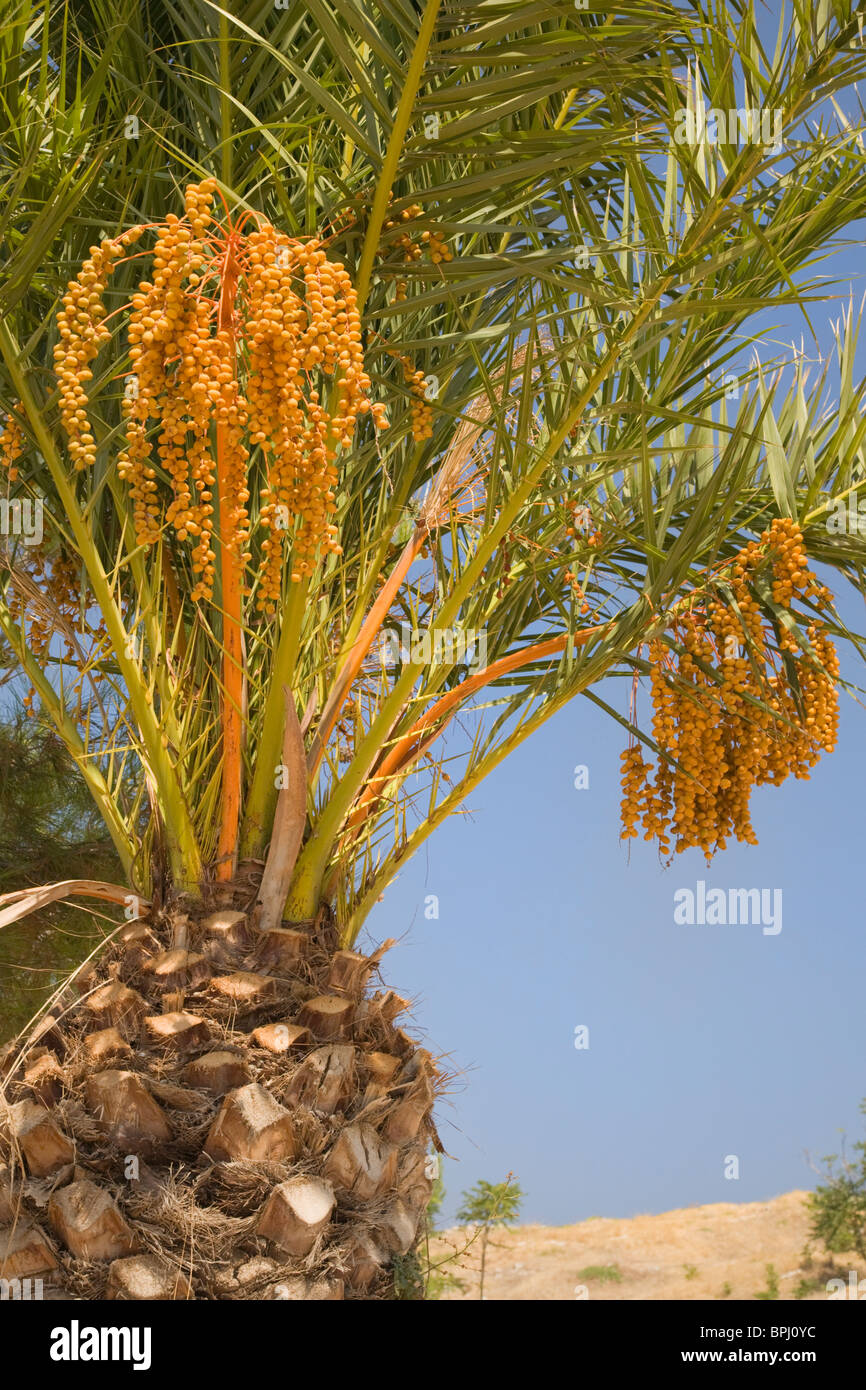 Palm Tree e frutta Foto Stock