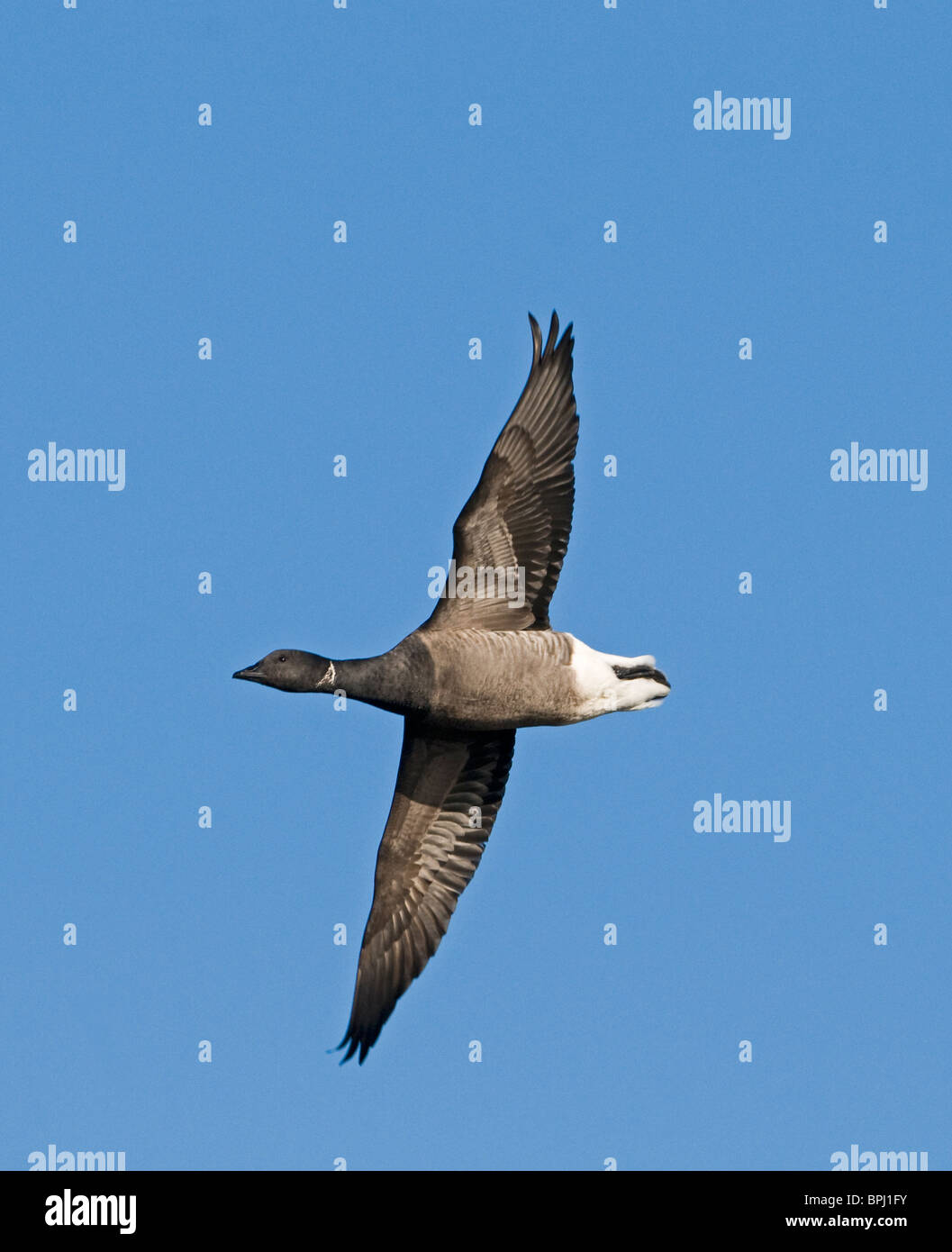 Dark-panciuto Brent Goose Cley Norfolk Novembre Foto Stock