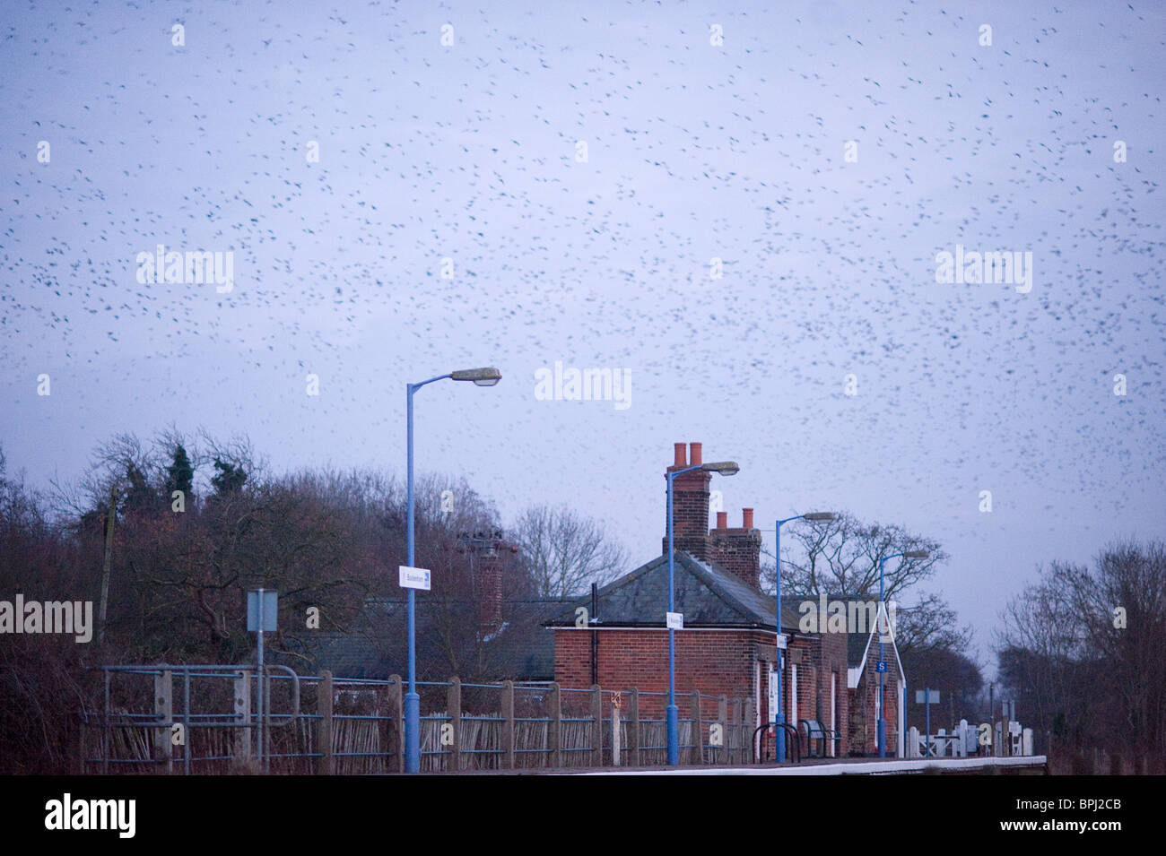Rooks Corvus frugilegus arrivando a roost Buckenham Norfolk inverno Foto Stock