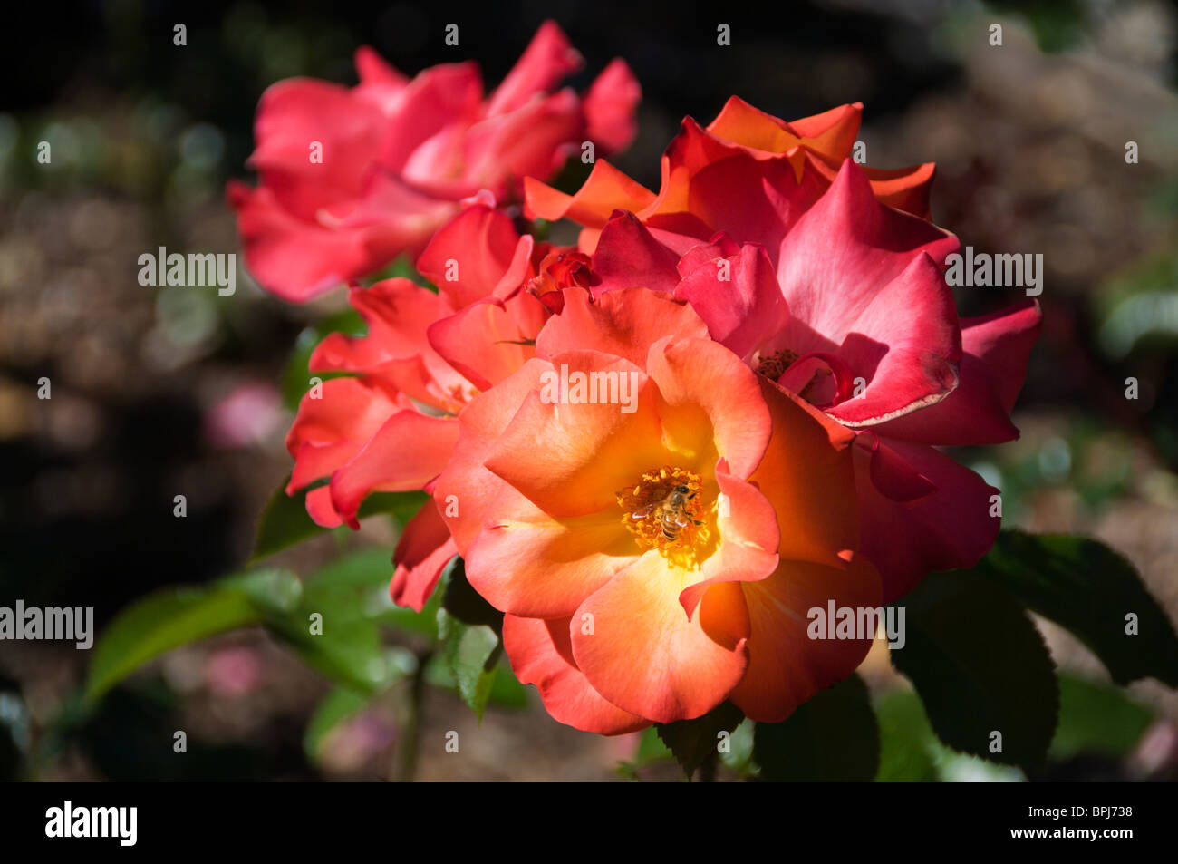 Gorgeous cluster vibranti di Playboy roses all'Olympia Rose Society Centennial Giardino di Rose in Tumwater, Washington. Foto Stock