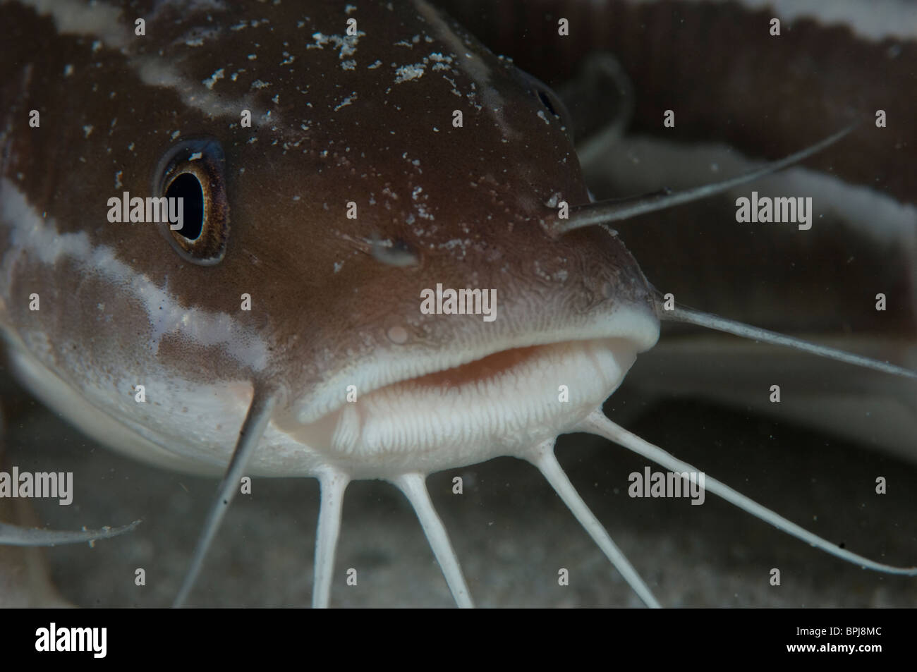 Pesce Gatto striato, Plotosus lineatus, Dimakya Island, Coron, PALAWAN FILIPPINE. Foto Stock