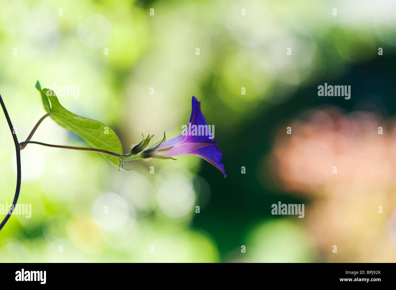 Ipomoea 'mattina gloria' Nonni Ott in un giardino inglese Foto Stock